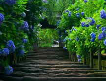 Path to the flower garden - HD wallpaper