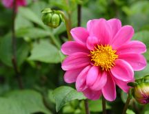 Beautiful pink flower - fresh morning in the garden