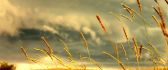 Beautiful wheat in the golden light of the sun -HD wallpaper