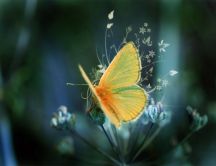 Beautiful orange butterfly and flowers - HD wallpaper