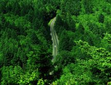 Green nature - beautiful road through forest