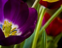 Purple tulip - beautiful pistil - macro HD wallpaper