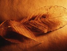 Beautiful autumn leaves - HD wallpaper
