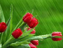Rains over the beautiful red tulips - HD wallpaper