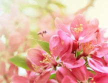 Beautiful pink flowers - symbol of the spring