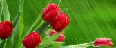 Rains over the beautiful red tulips - HD wallpaper