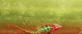 Colourful chameleon  - funny animal