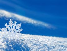 Beautiful snowflake in the sunlight - macro HD wallpaper