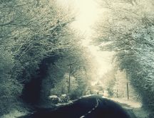 Road through the white forest - HD winter wallpaper
