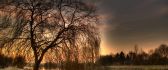 Beautiful tree in the morning light - HD wallpaper