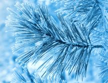 Frozen pine needles - beautiful HD macro wallpaper