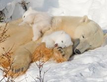 Sweet polar bears sleep on the snow