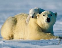 Little polar bear loves his mother - HD wallpaper