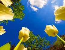 Yellow tulips in the golden sunlight - HD wallpaper