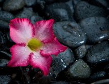 Flower on the wet stones - macro water dops
