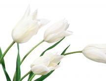 Beautiful white flowers - symbol of spring