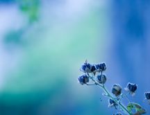 Beautiful blue spring flowers - HD wallpaper