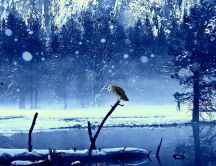 Little owl on a frozen branch  - winter time