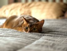 Sweet cat is hiding in bed - HD wallpaper