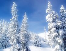 Beautiful white forest - HD winter wallpaper