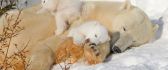 Sweet polar bears sleep on the snow