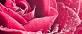 Macro water drops on a beautiful pink rose