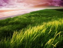 Green grass near the seaside - HD nature wallpaper