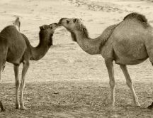 Kisses between two camels - HD wallpaper