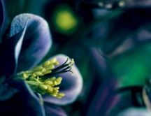 Macro blue flower - beautiful nature