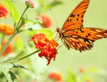 Beautiful orange butterfly - spring HD wallpaper