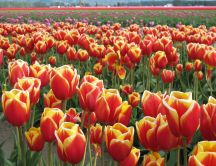 Field full of red tulips - fire colour