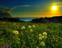 Beautiful dandelion in the sunset - magic spring time