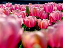 Pink tulips in the garden - beautiful HD wallpaper