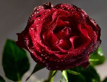 Perfect red rose full with fresh water drops - HD wallpaper