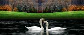 Two lovely white swans on the lake - HD nature wallpaper