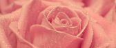 Fresh pink rose - lots of water drops