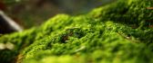 Beautiful green moss - wonders of the forest