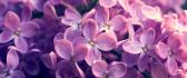 Beautiful pink flowers - the wonders of spring