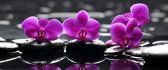 Beautiful pink double flowers in water reflection