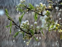 Beautiful rainy spring day - trees in bloom