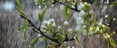 Beautiful rainy spring day - trees in bloom