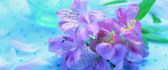 Delicate spring flower on a blue velvet - HD wallpaper