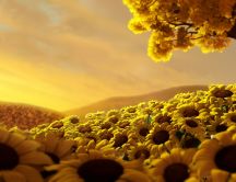 Beautiful field full of golden sunflowers - HD wallpaper