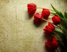 Red tulips on the floor - HD wallpaper