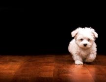 Little white puppy running on the floor - funny animal
