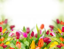 Wonderful tulips - enjoy the beauty of nature