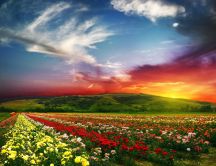 Beautiful effects - field full of flowers on sunset