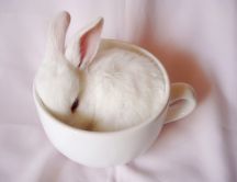 Good morning little bunny - sweet rabbit in a cup of coffee