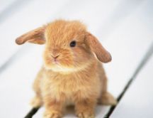Little brown rabbit on the floor - HD wallpaper