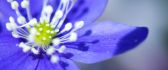 Little blue magic flower - HD macro spring wallpaper